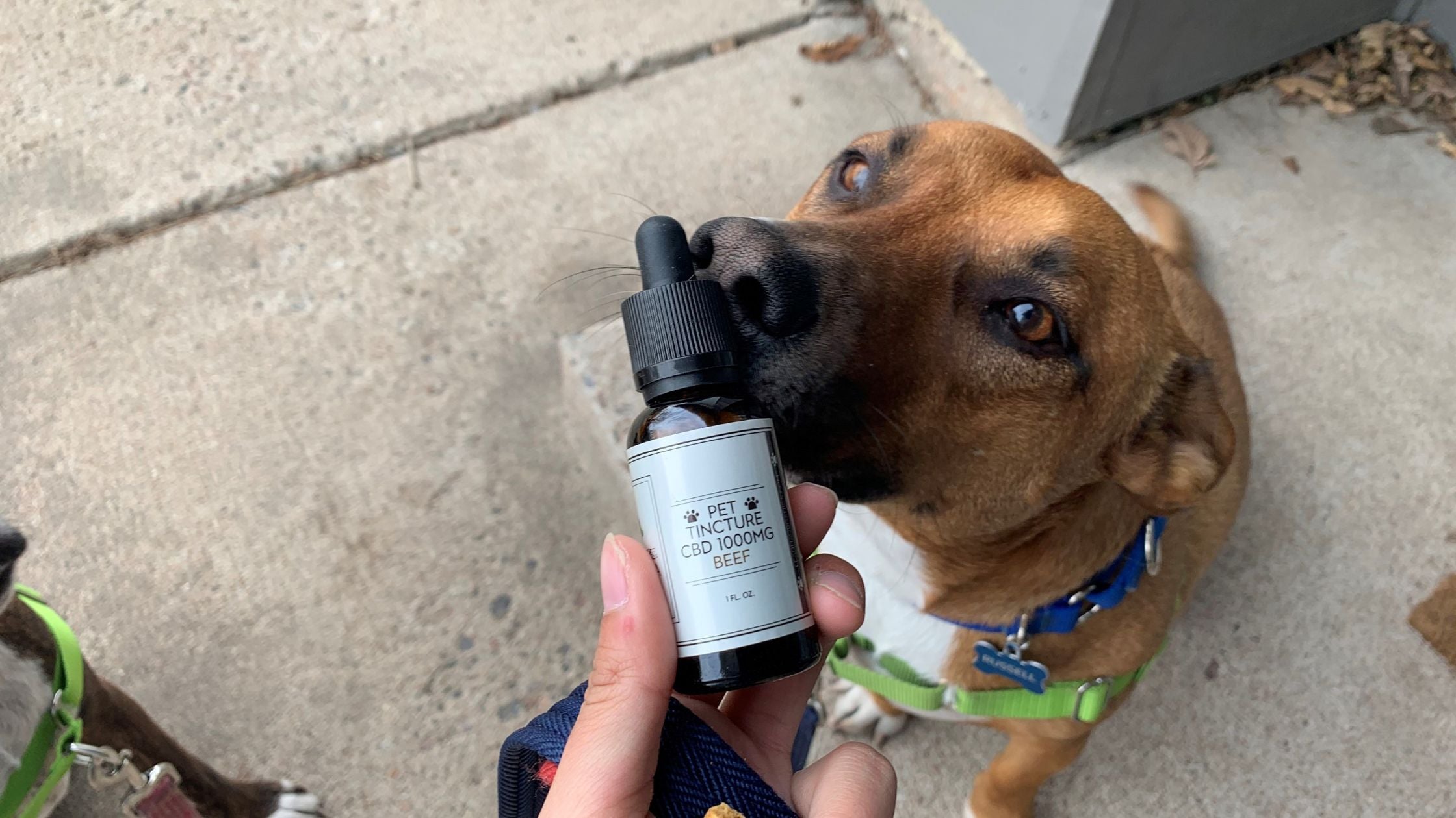 Dog sniffing Leanna Organics CBD oil for pets bottle.