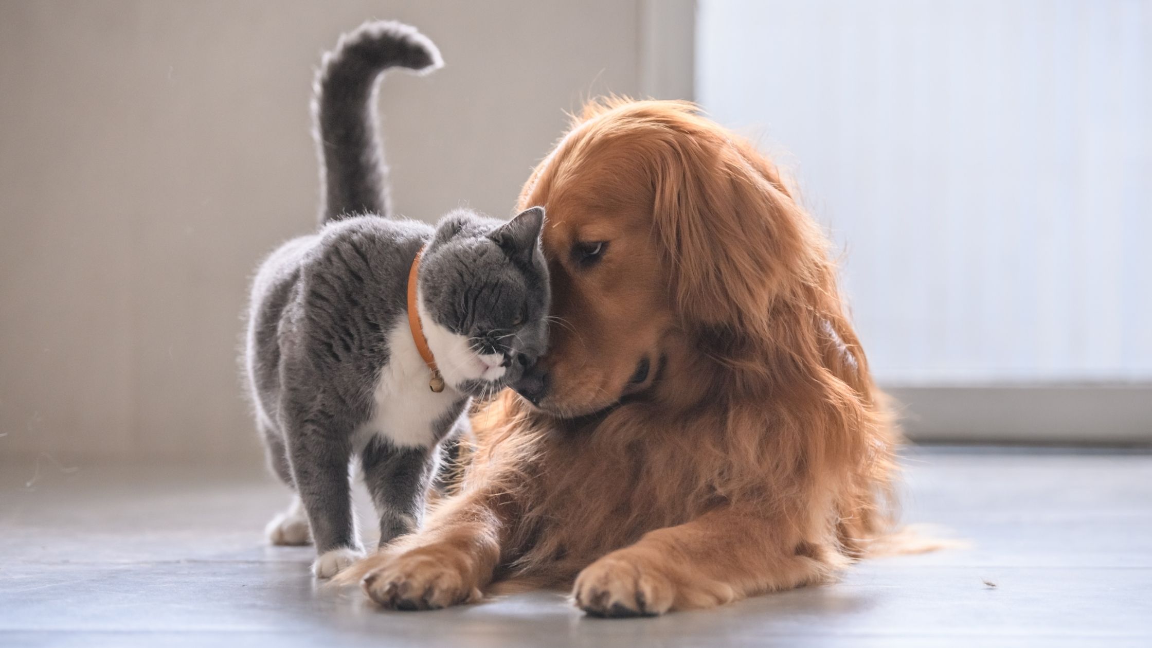 Dog and kat saying hello to each other.