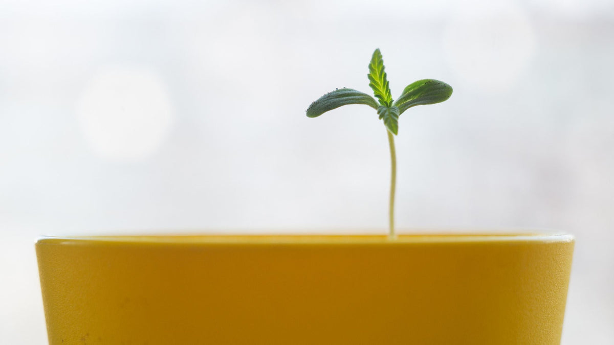 Hemp Ban 2026: What the New Federal Hemp Law Means for CBD Shoppers