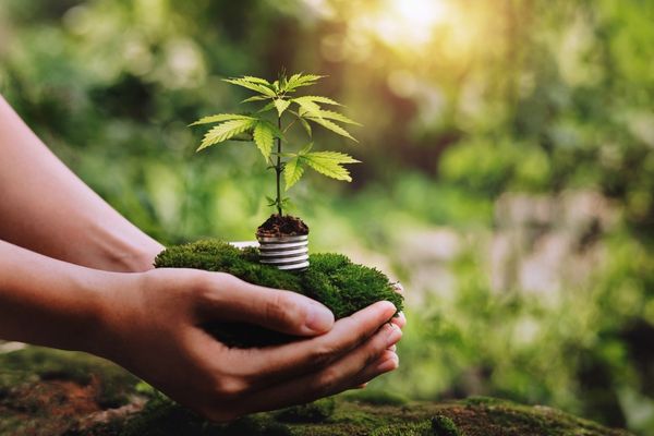 person holding hemp plant